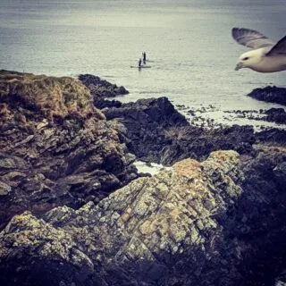 Some perfect paddle boarding days lately. Cold but still. Love discovering spots you’d never find otherwise. #paddleboarding #malliephotobomb #visitshetland #promoteshetland #islandlife #islandliving #seagull #oldmoorens